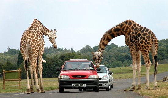 Giraffes peeking into car window