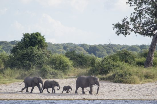 elephants drink on chobe river