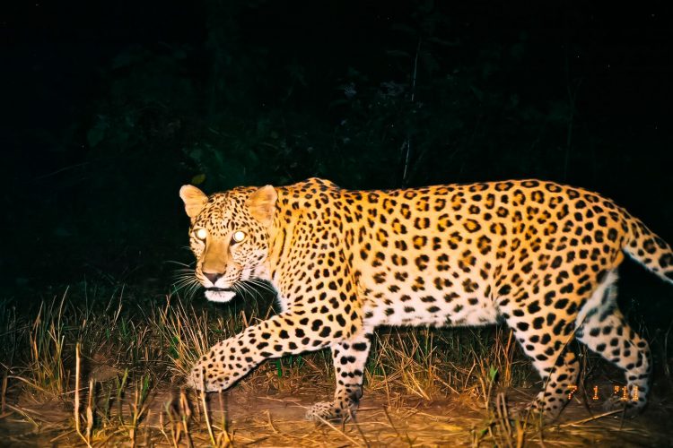 Leopardo merodeando de noche