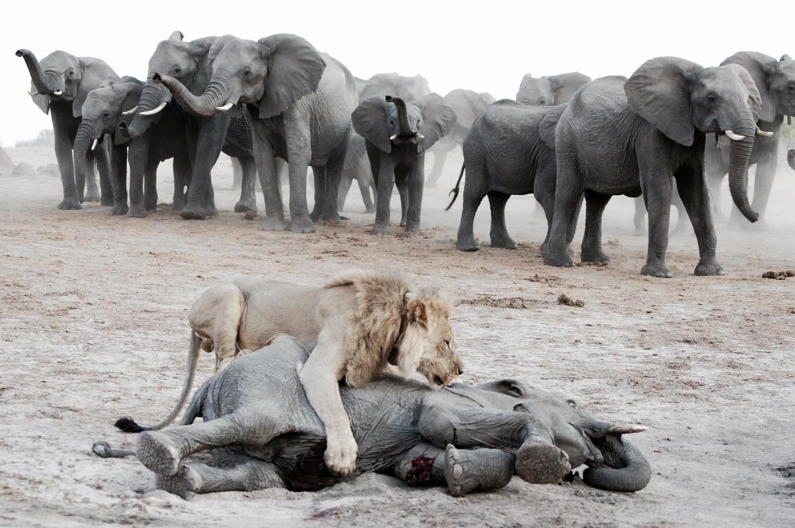 Lion attacks a elephant calf while the herd stomps nearby