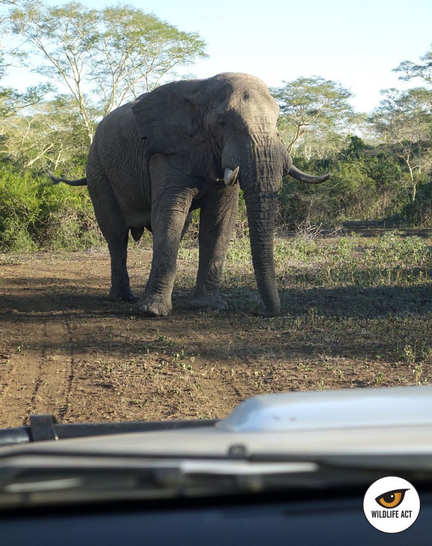 Elefante situado en medio del camino