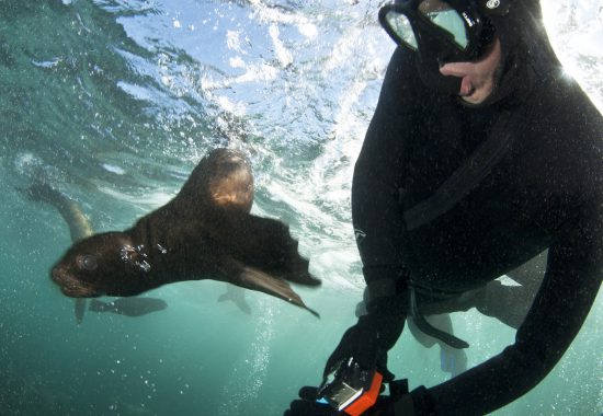 Snorkeling with seals