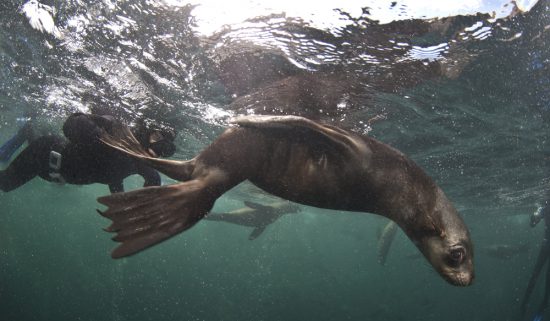 Snorkeling with seals