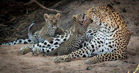 A mother leopard gives her cub a bath