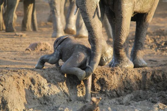 Elephant mother helping her calf up a slope