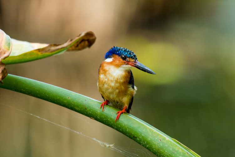 Ein vogel auf einer grünen Pflanze