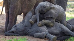 Baby elephants playing with the younger members of the herd