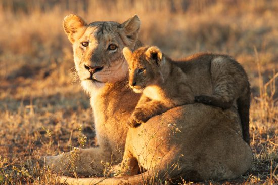 A lion cub lies across his mother's back