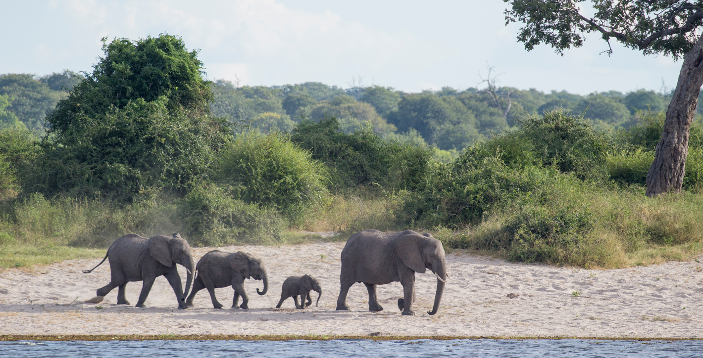 An elephant herd going for a drink in Chobe National Park, Botswana.