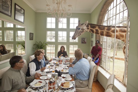 Giraffe schaut beim Fenster hinein auf den Frühstückstisch