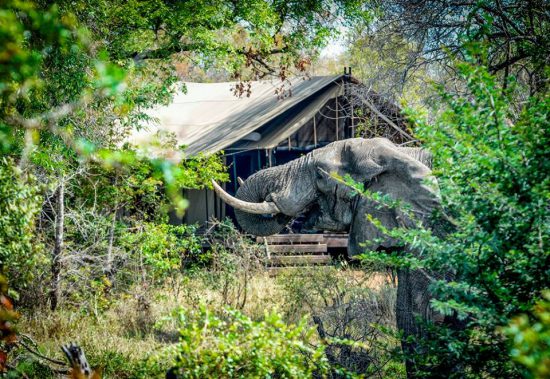 elephant in front of camp