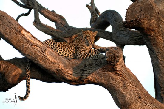 Leopard lounges in tree