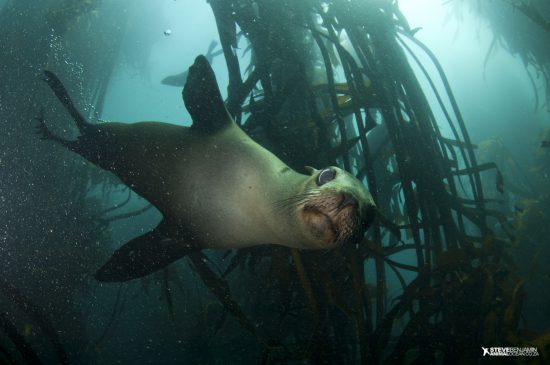 Seal snorkeling with Animal Ocean