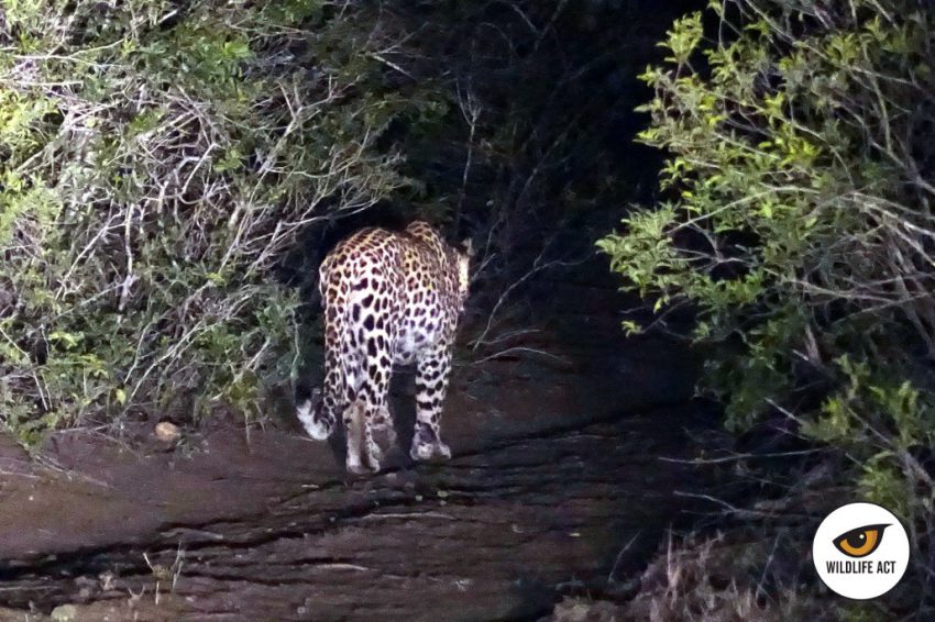 El leopardo camina hacia el interior de la sabana