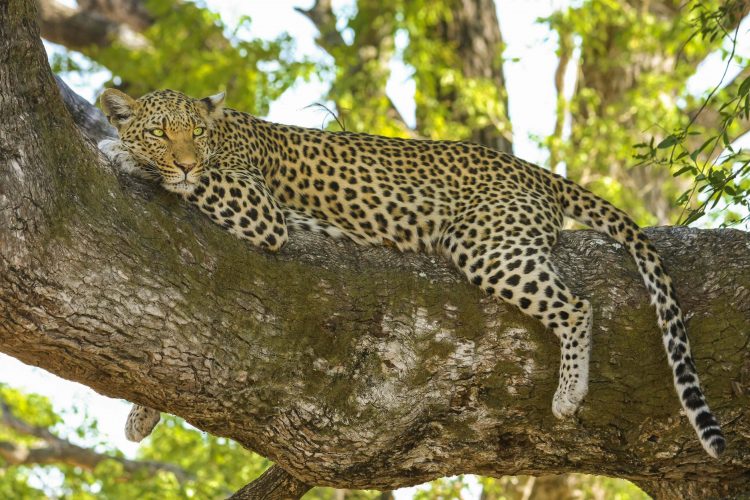 Leopardo descansando en un árbol