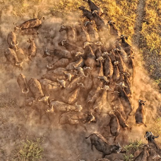 Buffalo aerial view