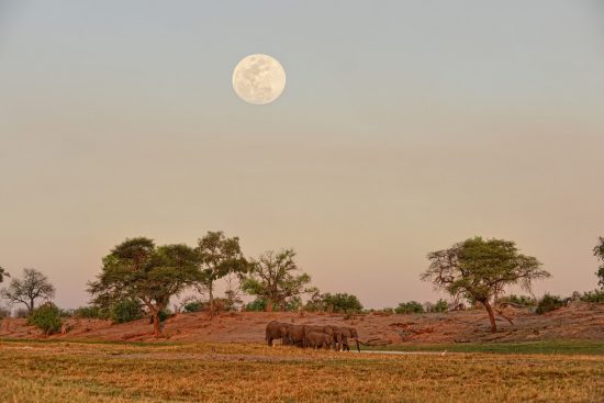 Elephants in water below full moon