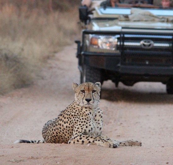 Cheetah in the road