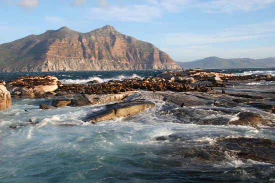 Duiker Island seal colony 