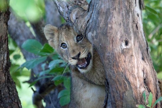 Cute Lion cub in tree smiling