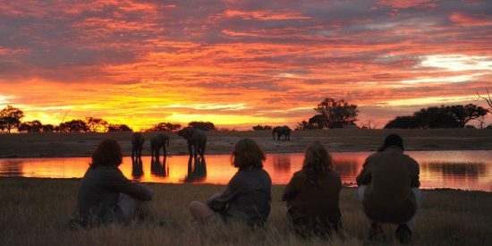 sunset elephants