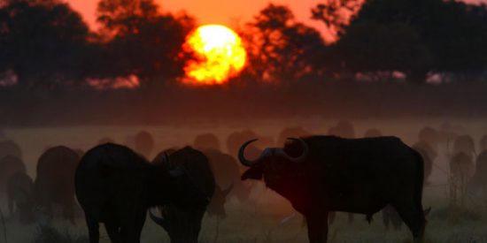 Búfalos al atardecer en el Parque Nacional Hwange, en Zimbabue