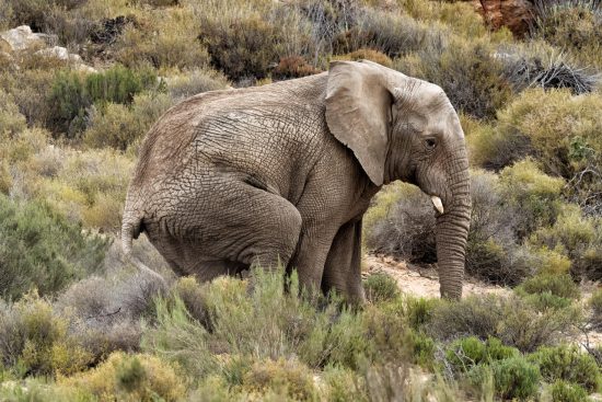 Young Adolescent Elephant