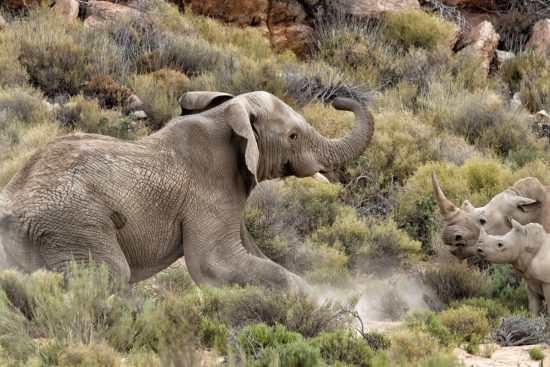 Hanspeter elephant charges rhino mom and baby