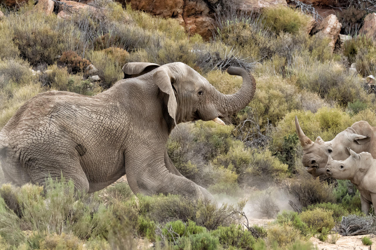 Elefante vs Rinoceronte