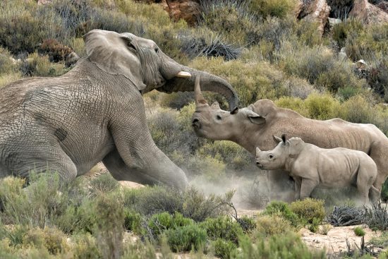 Hanspeter Lang elephant bull charges rhino mom and baby