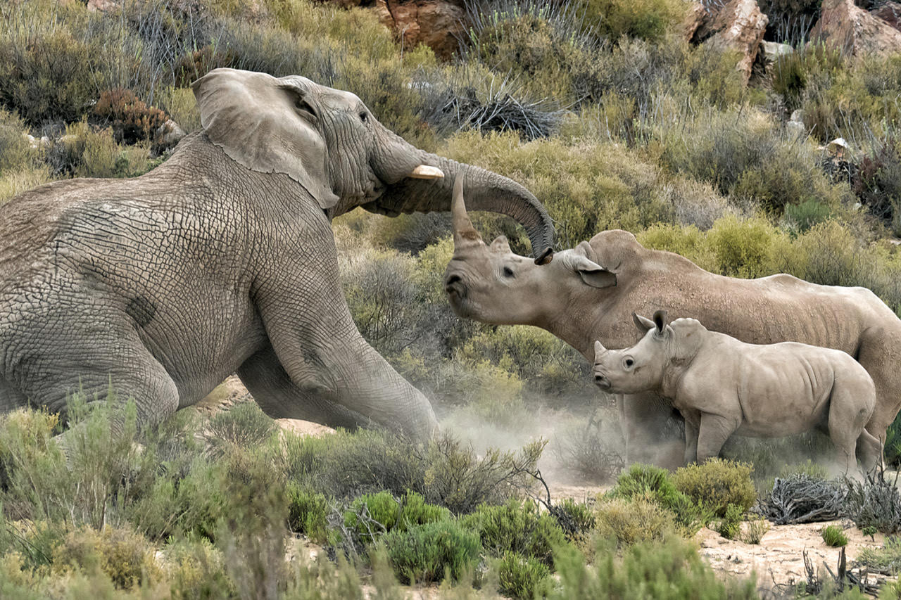 Elefante vs Rinoceronte