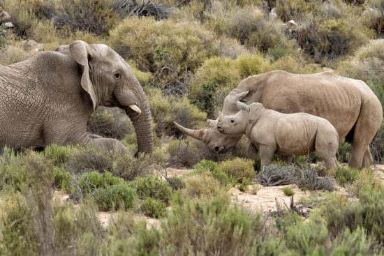 Impressionants combats animaux sauvages entre un rhinocéros et un éléphant