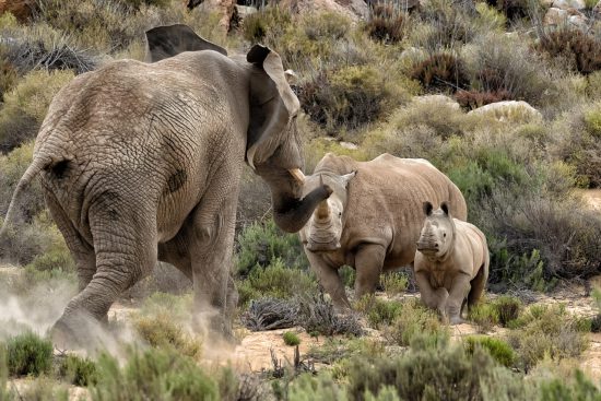 Impressionants combats animaux sauvages entre un rhinocéros et un éléphant