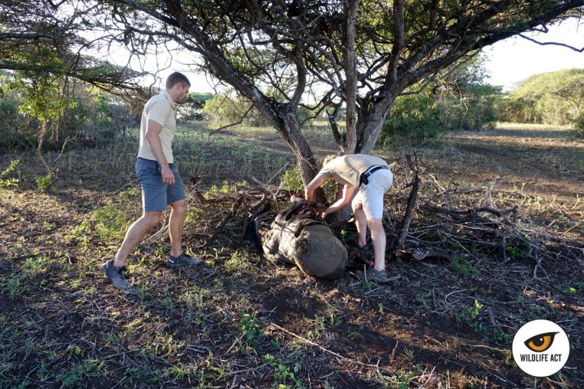 Equipo de Wildlife ACT situando el cebo para los leones