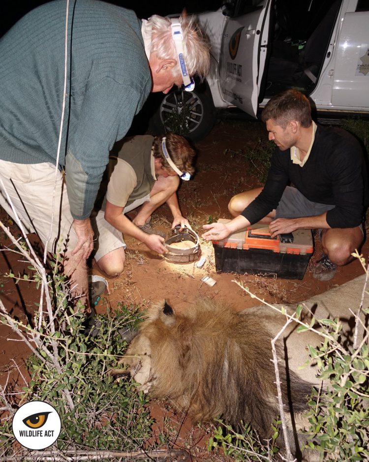 El equipo de trabajo coloca uno de los collares a un león