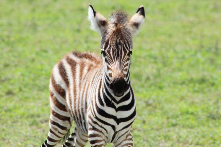 Junges Zebra mit flauschiger Mähne vor grünem Gras