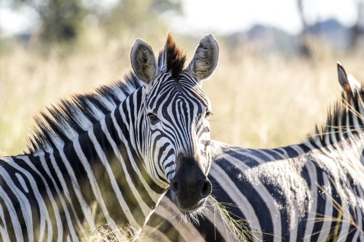 Die wunderschönen Streifen eines Zebras in freier Natur