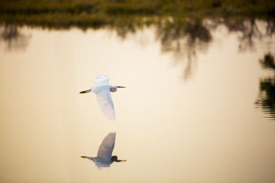 An elegant stork glides above water