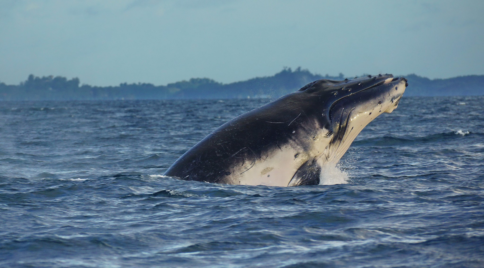 A humpback whale in Madagascan waters