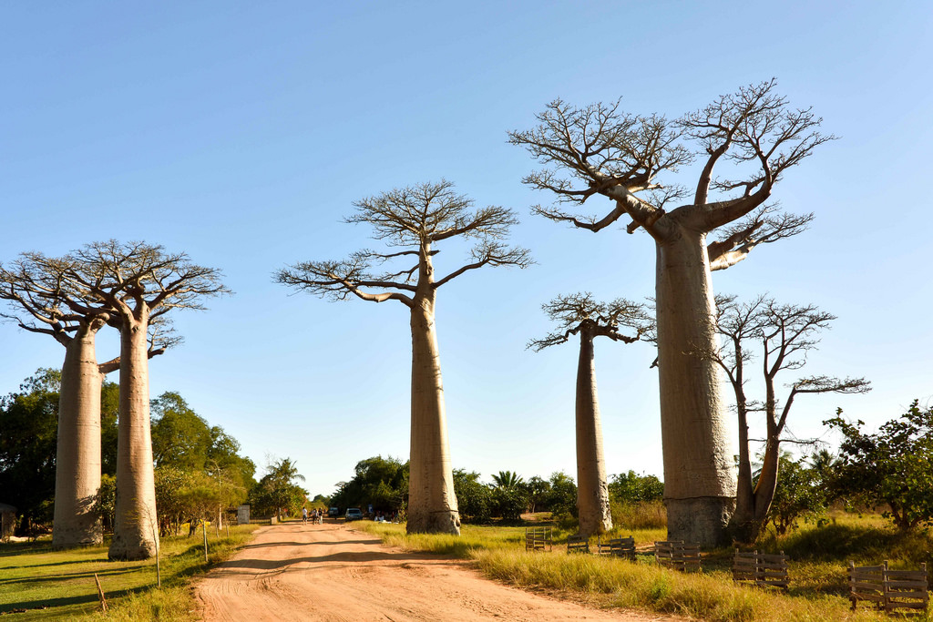 Baobab Alley in Madagascar 