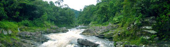 Bosques como este están sufriendo de la desforestación por parte del hombre