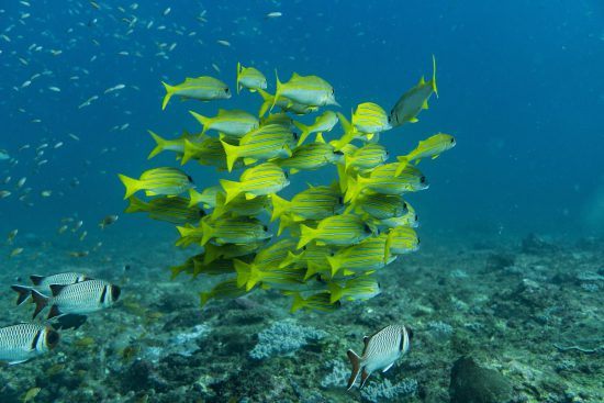 Colourful fishes swimming in the waters of Madagascar