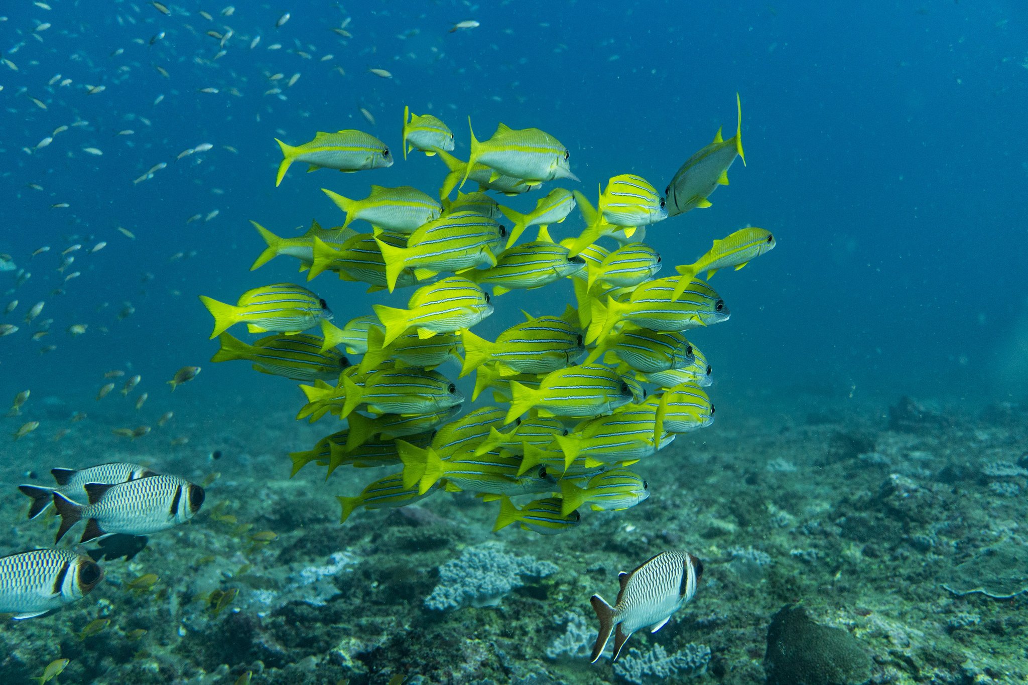 Colourful fishes swimming in the waters of Madagascar 