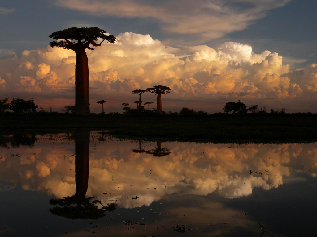 Baobab Alley in Madagascar at sunset 