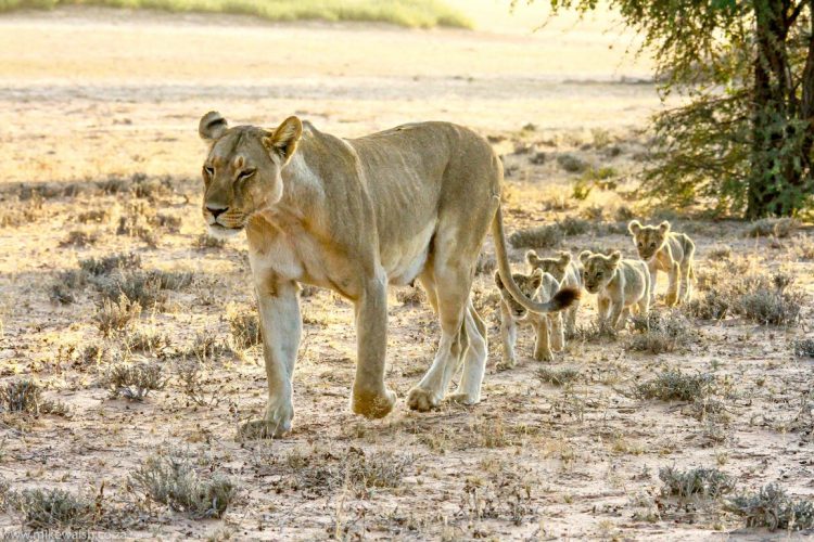 Foto von Mike Walsh aus Südafrika.