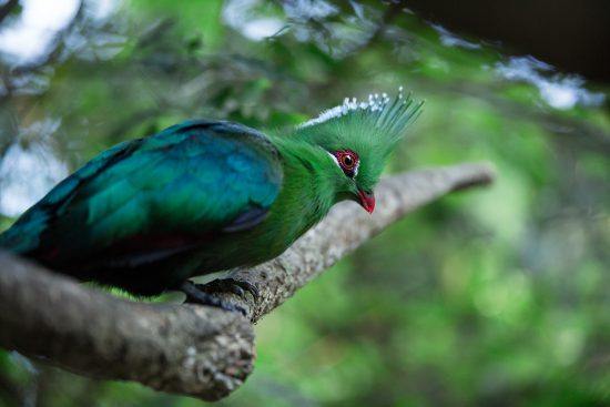 Birds of Eden in the Garden Route