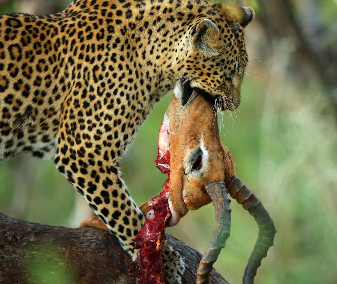 leopard kills impala