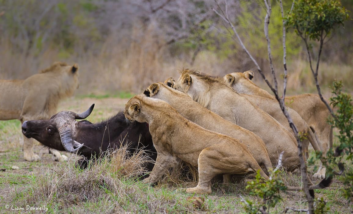 6 Lions to 1 Buffalo kill