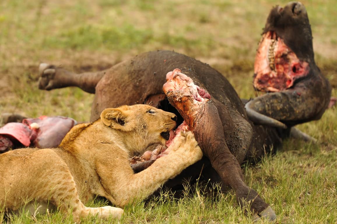 Lion kills buffalo