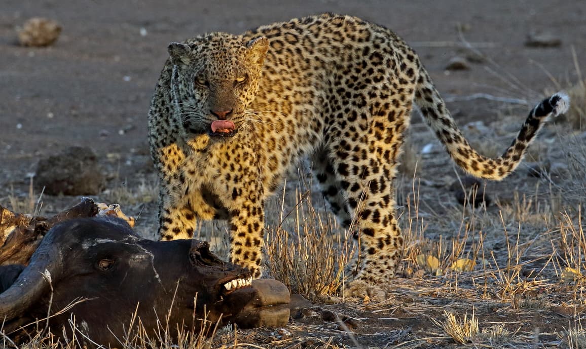 dirty leopard in buffalo carcass